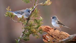 Songbird Migration a